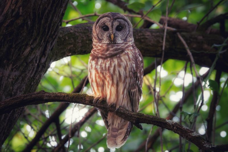 Barred Owls Make Ohio Nights Extra Noisy