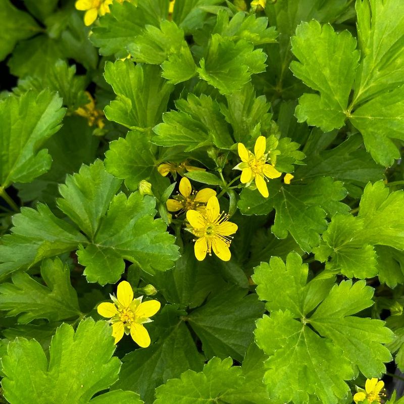 Barren Strawberry (Geum Fragarioides) Barren Strawberry (Geum Fragarioides)