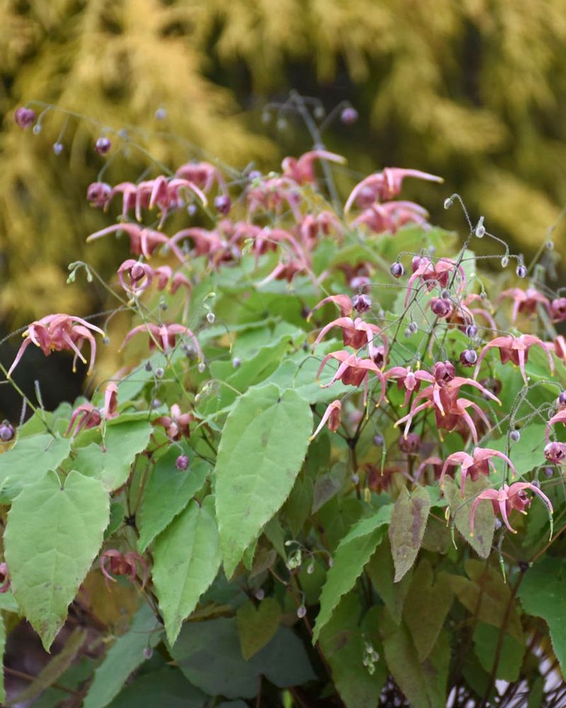 Barrenwort (Epimedium)
