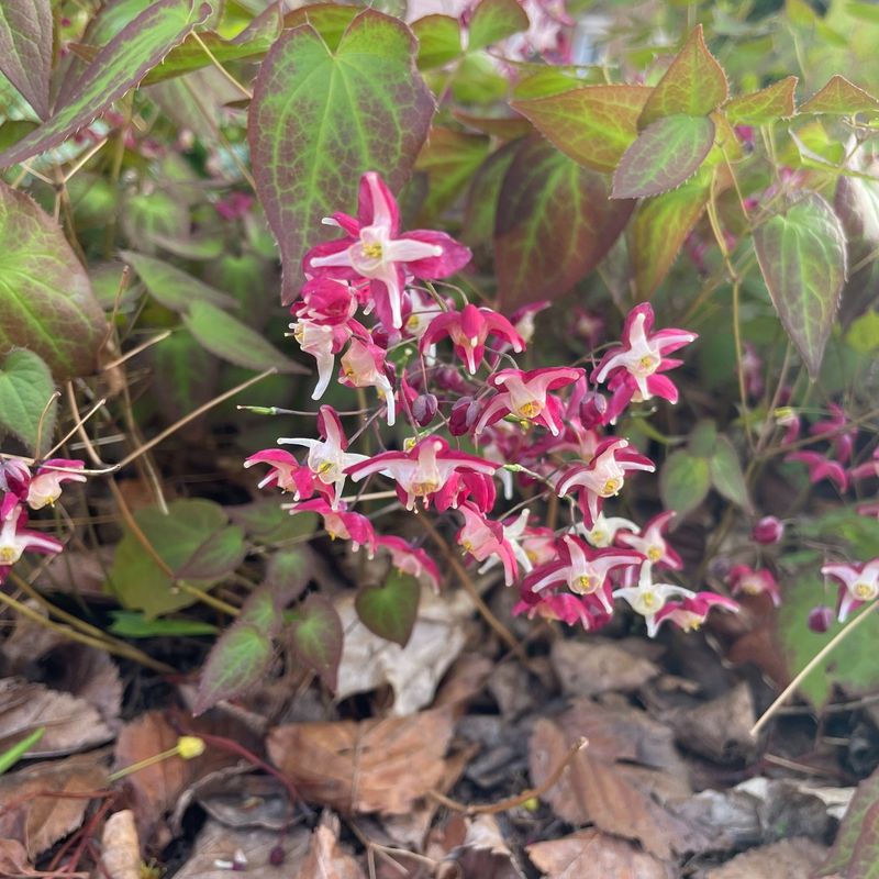 Barrenwort (Epimedium) Barrenwort (Epimedium)