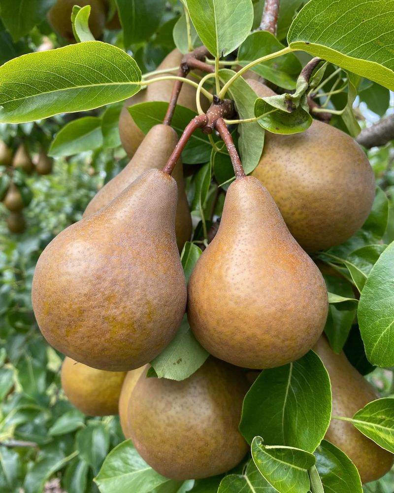 Bartlett And Bosc Pears At Their Turn