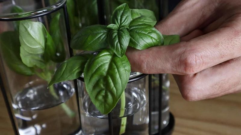 Basil Cuttings Can Keep Producing Indoors