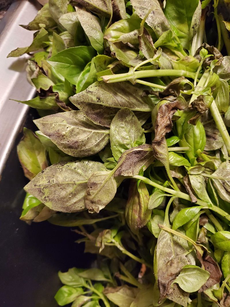 Basil Leaves With Downy Mildew