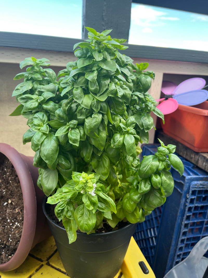 Basil Needs To Come In Before Frost