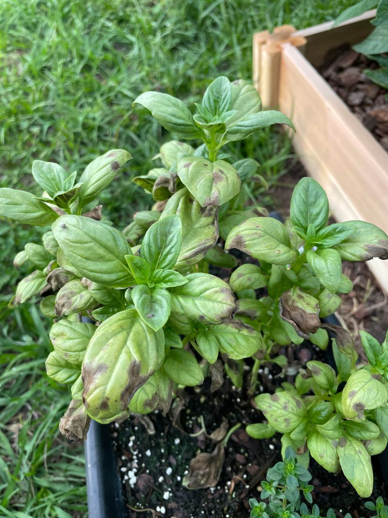 Basil Reacts Fastest To Sudden Cold