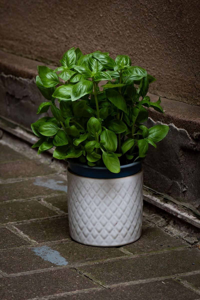 Basil, The Chill-Shy Summer Star Basil, The Chill-Shy Summer Star