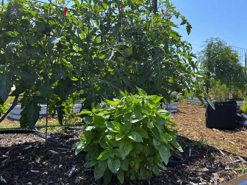 Basil is a possibility, not a fall-harvest guarantee Basil is a possibility, not a fall-harvest guarantee