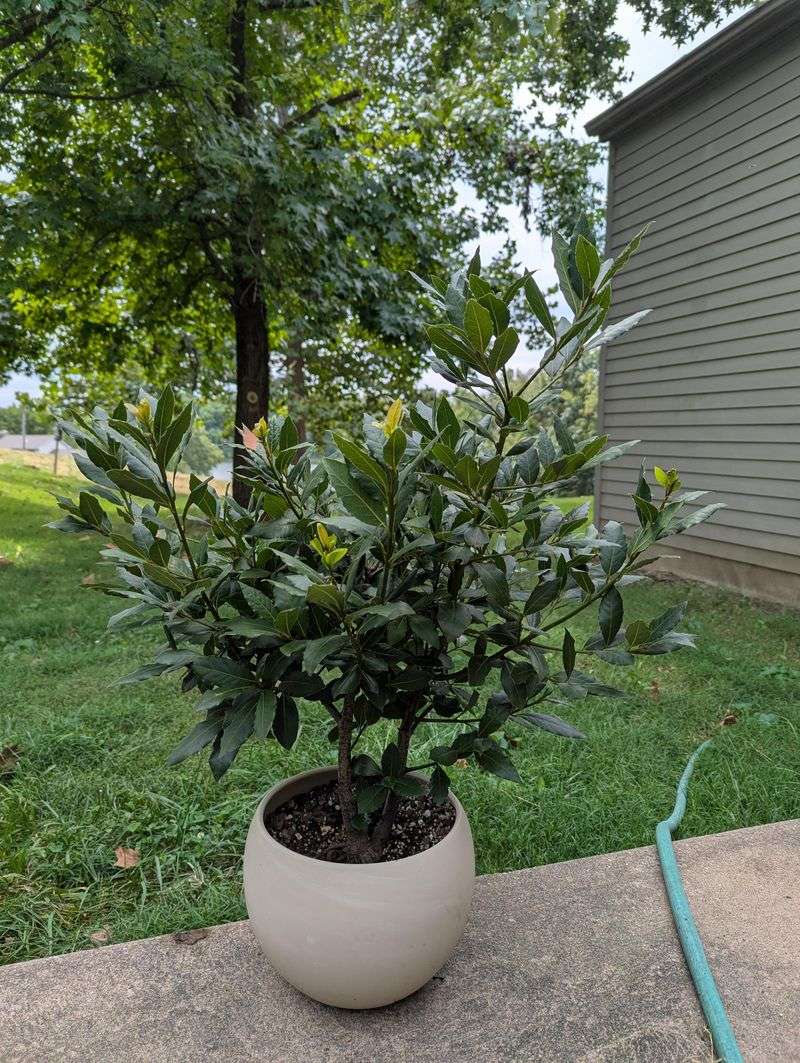Bay Laurel Handles Indoor Winters Easily Bay Laurel Handles Indoor Winters Easily