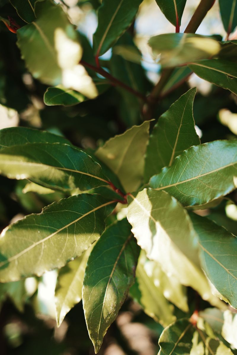 Bay Laurel, The Slow-Growing Kitchen Treasure Bay Laurel, The Slow-Growing Kitchen Treasure