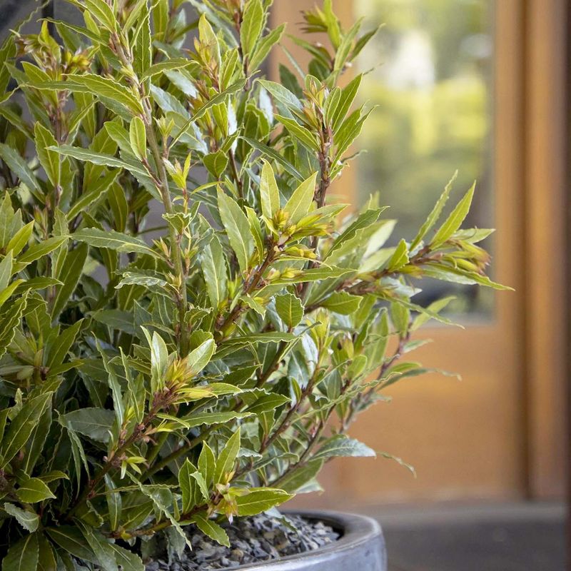 Bay Laurel