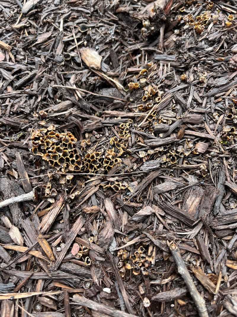 Be Careful Around Garden Edges And Mulch Beds