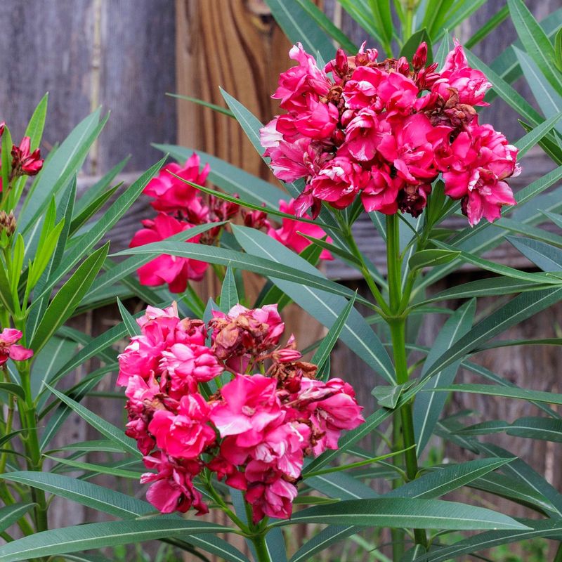 Be Careful When Pruning Or Removing Oleander Be Careful When Pruning Or Removing Oleander