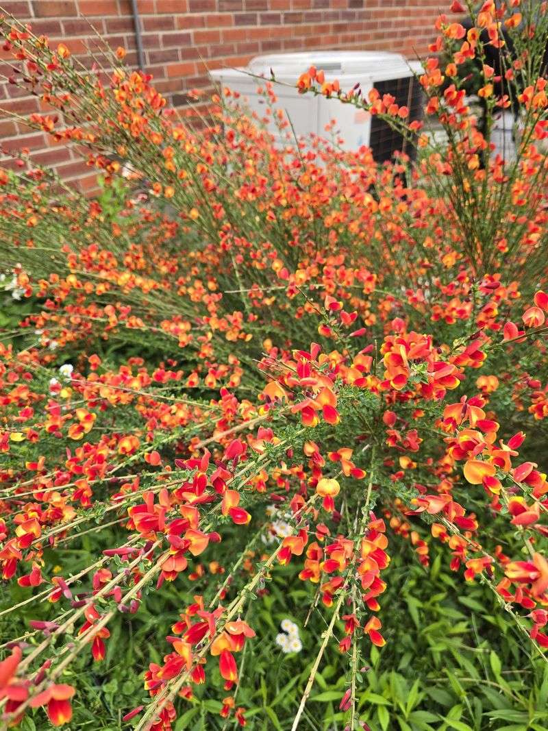 Be Careful With Scotch Broom In Oregon Landscapes