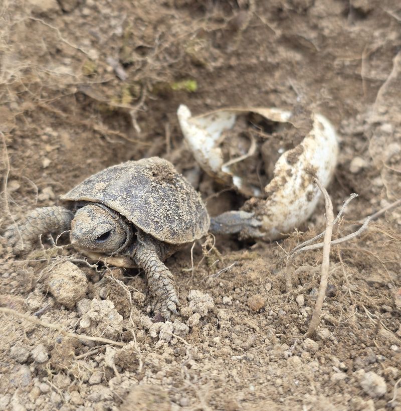 Be Especially Careful With Turtle Nests Be Especially Careful With Turtle Nests