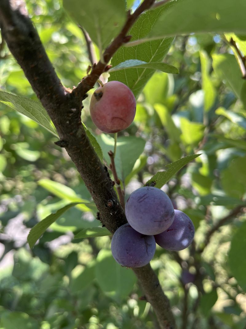 Beach Plum, The Salty Shrub Behind The Purple Fruit Beach Plum, The Salty Shrub Behind The Purple Fruit