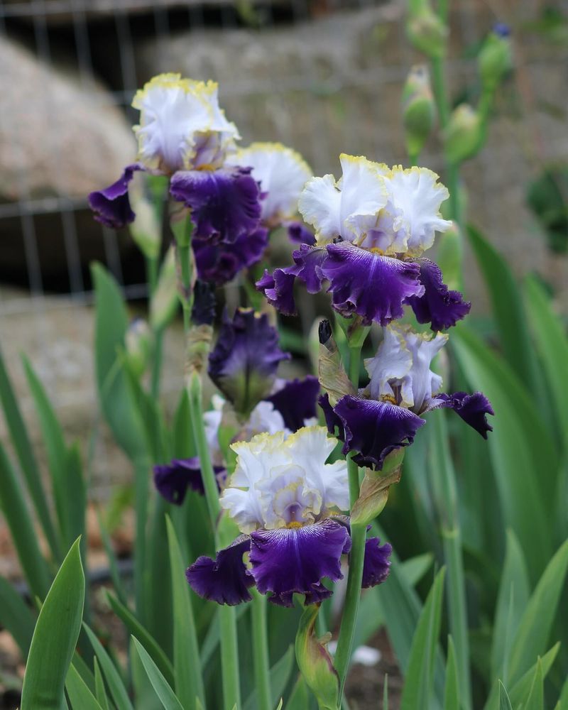 Bearded Iris