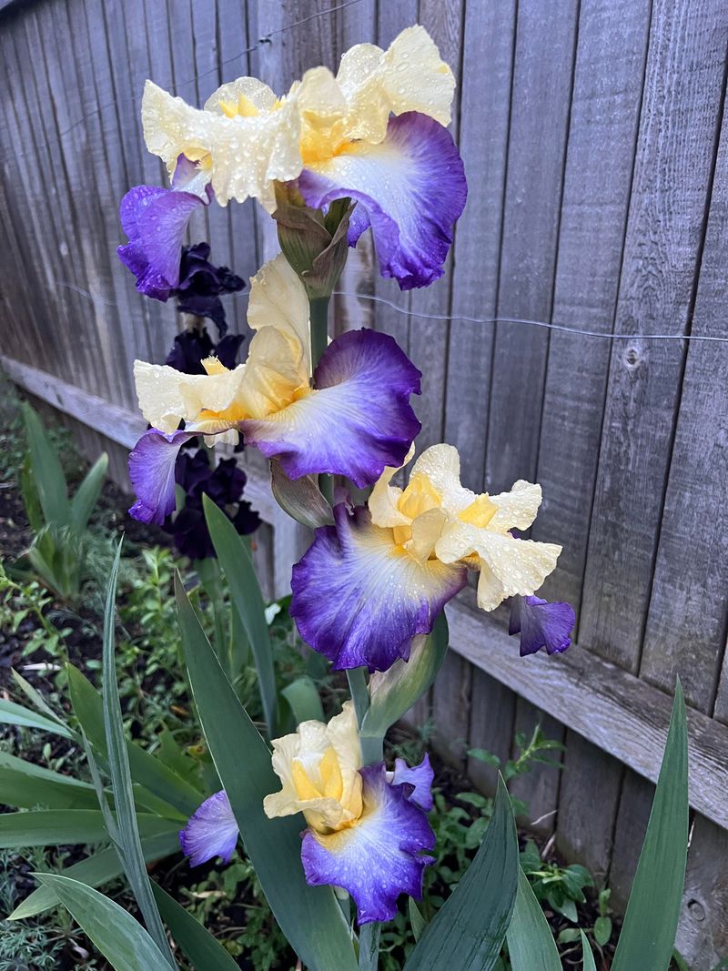 Bearded Iris Foliage Invites Rot If Left