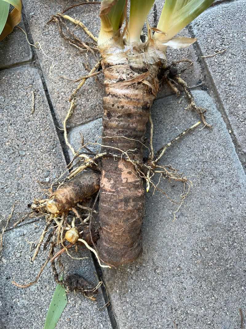 Bearded Iris Rhizomes That Crawl Right Out Of The Ground Bearded Iris Rhizomes That Crawl Right Out Of The Ground