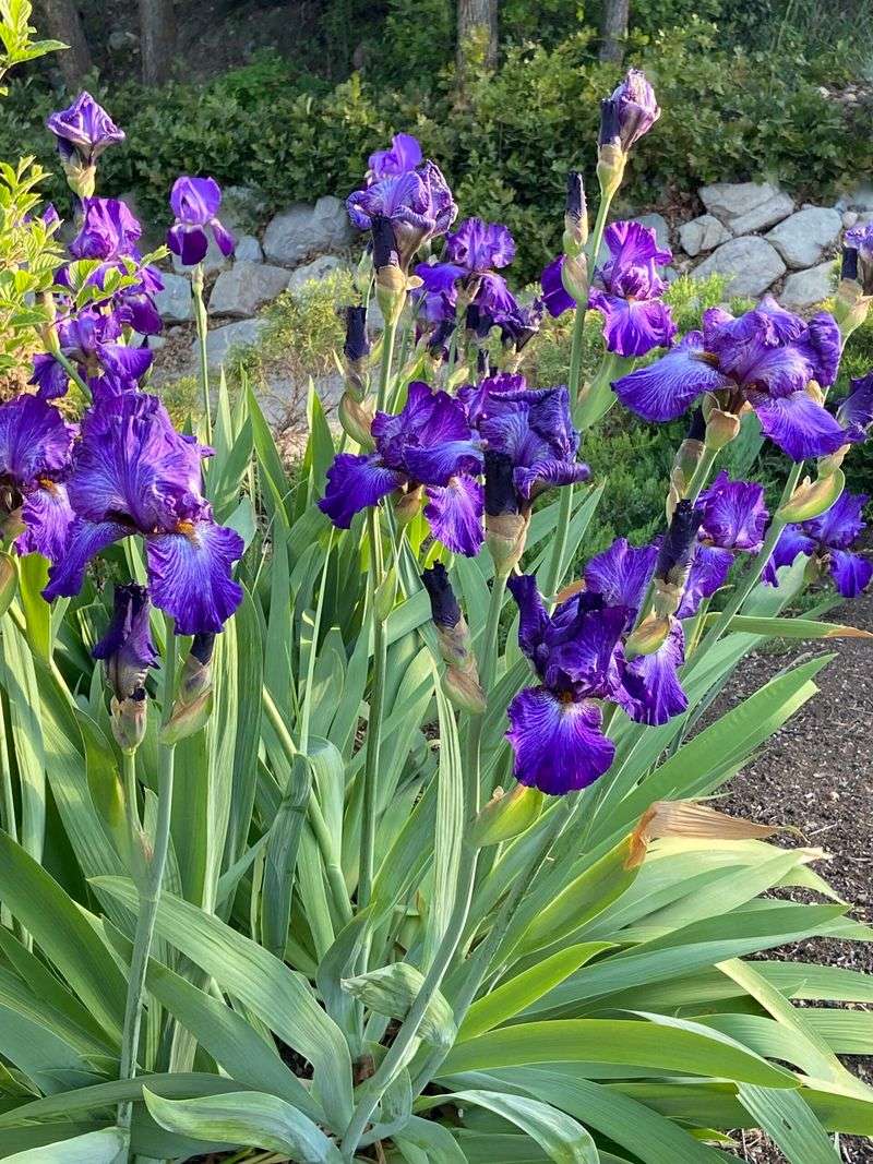 Bearded Iris