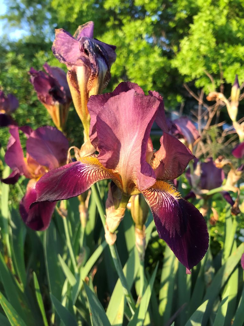 Bearded and Siberian Iris