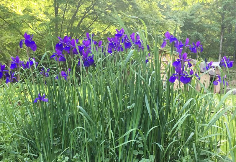 Bearded and Siberian Irises in Wisconsin