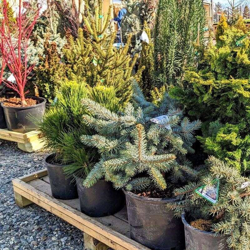 Beat The Fall Garden Center Rush And Snag The Best Plants