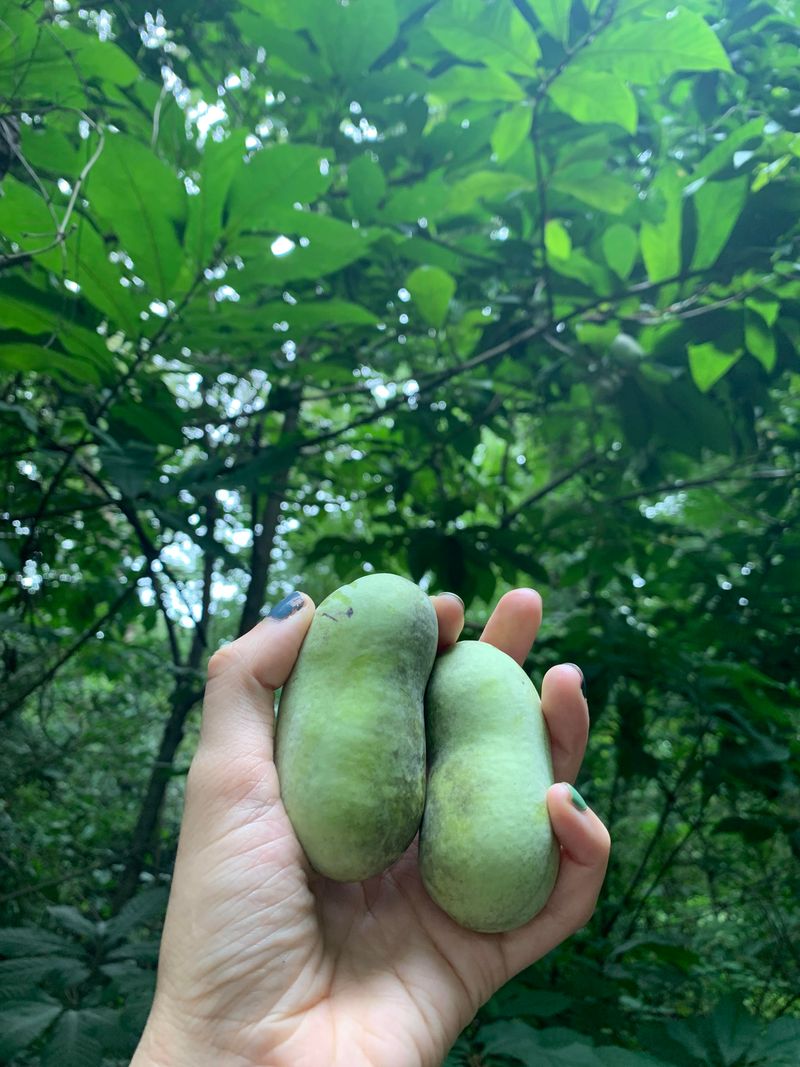 Beat Wildlife To The Ripe Fruit