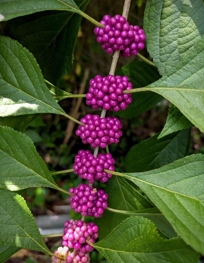 Beautyberry Holds Its Fruit For Fall