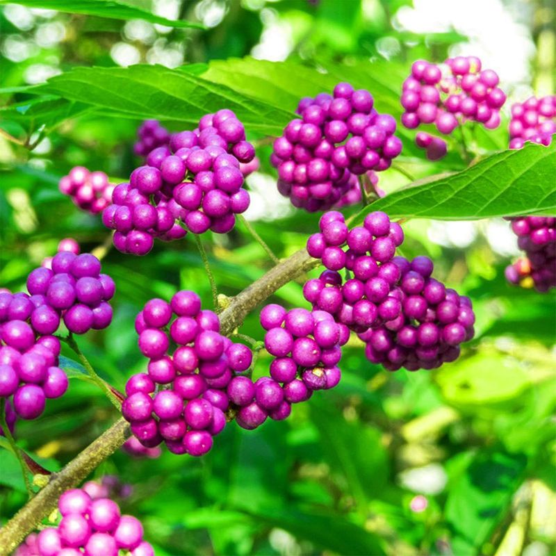 Beautyberry Is A Native North Carolina Shrub Beautyberry Is A Native North Carolina Shrub