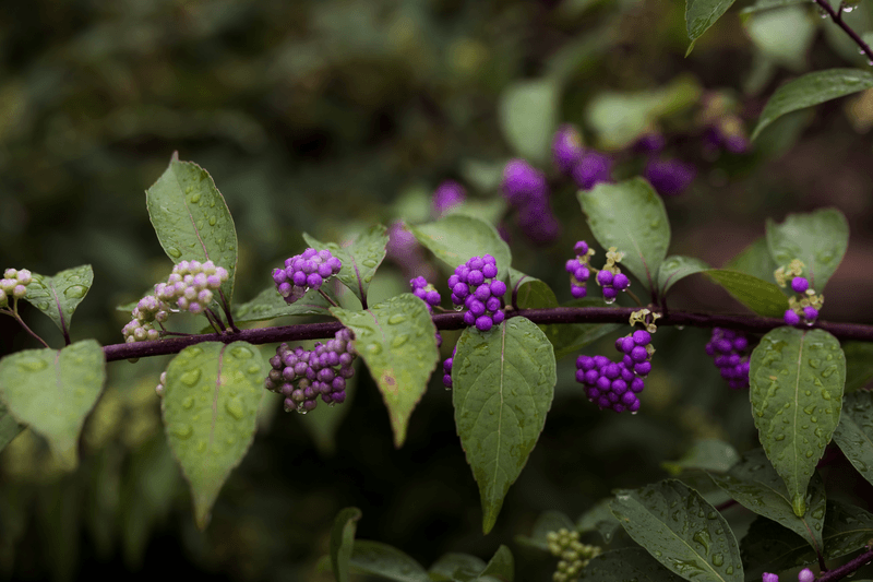 Beautyberry Leaves Carry A Bug-Repelling Secret