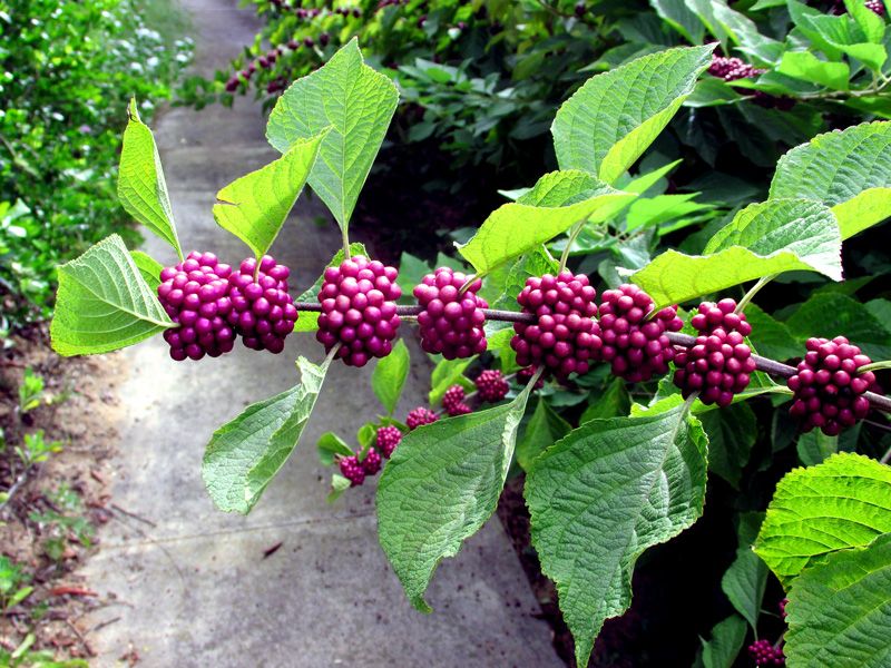 Beautyberry Loads Up With Fall Berries Beautyberry Loads Up With Fall Berries