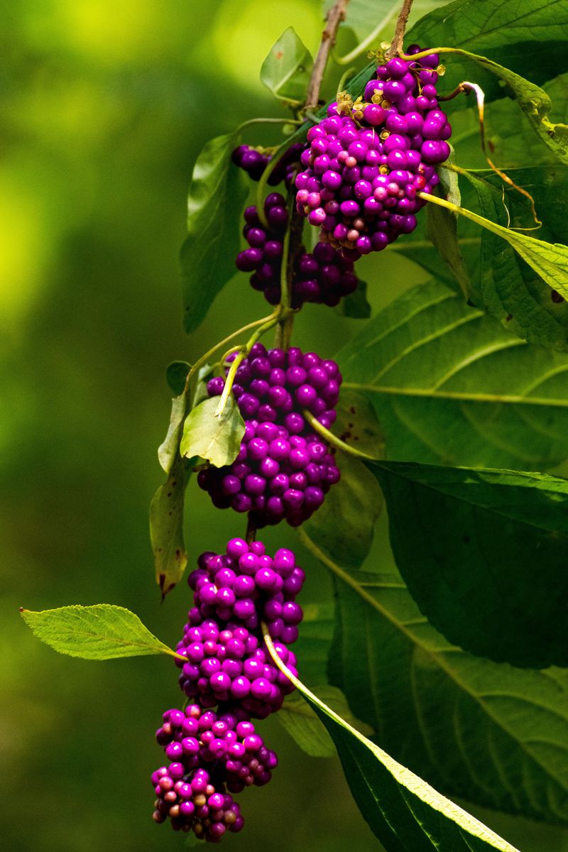 Beautyberry Offers Fall Color And Safe Fruit
