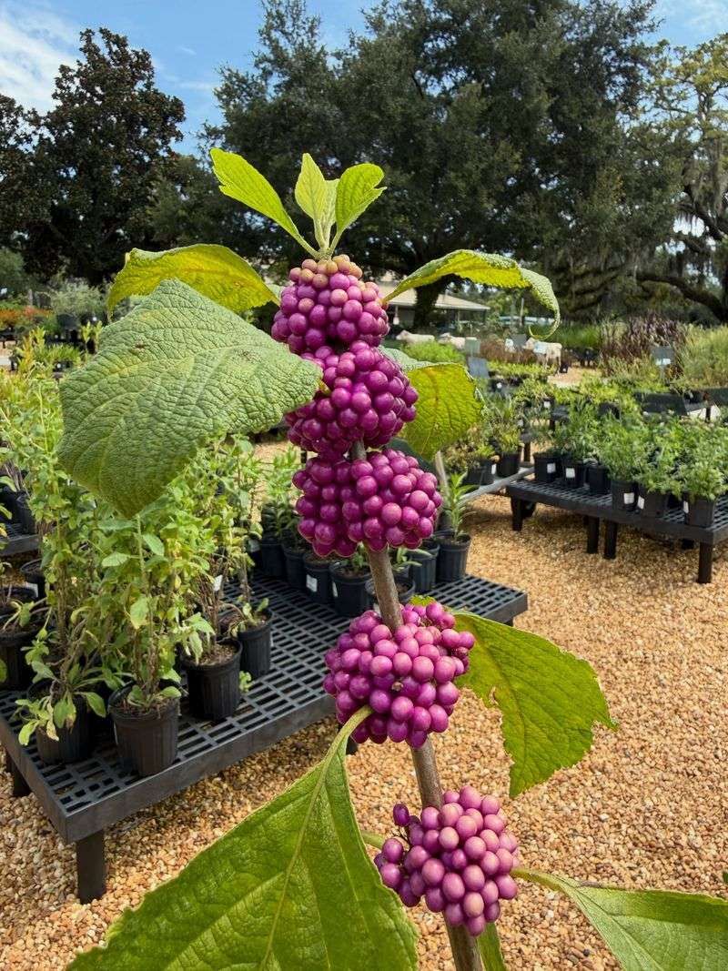 Beautyberry Supports More Than Just Winter Color Beautyberry Supports More Than Just Winter Color