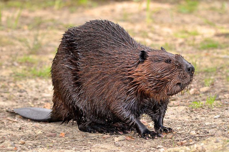 Beavers Build Dams To Create The Habitat They Need