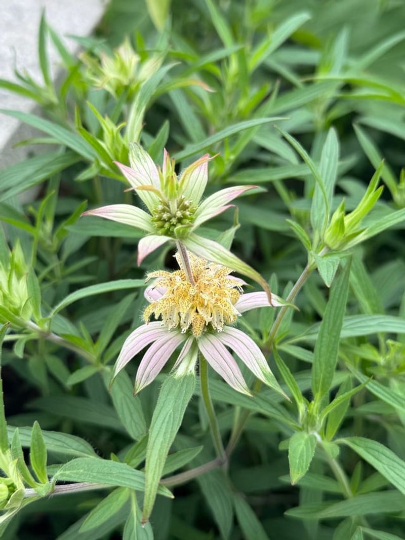 Bee Balm
