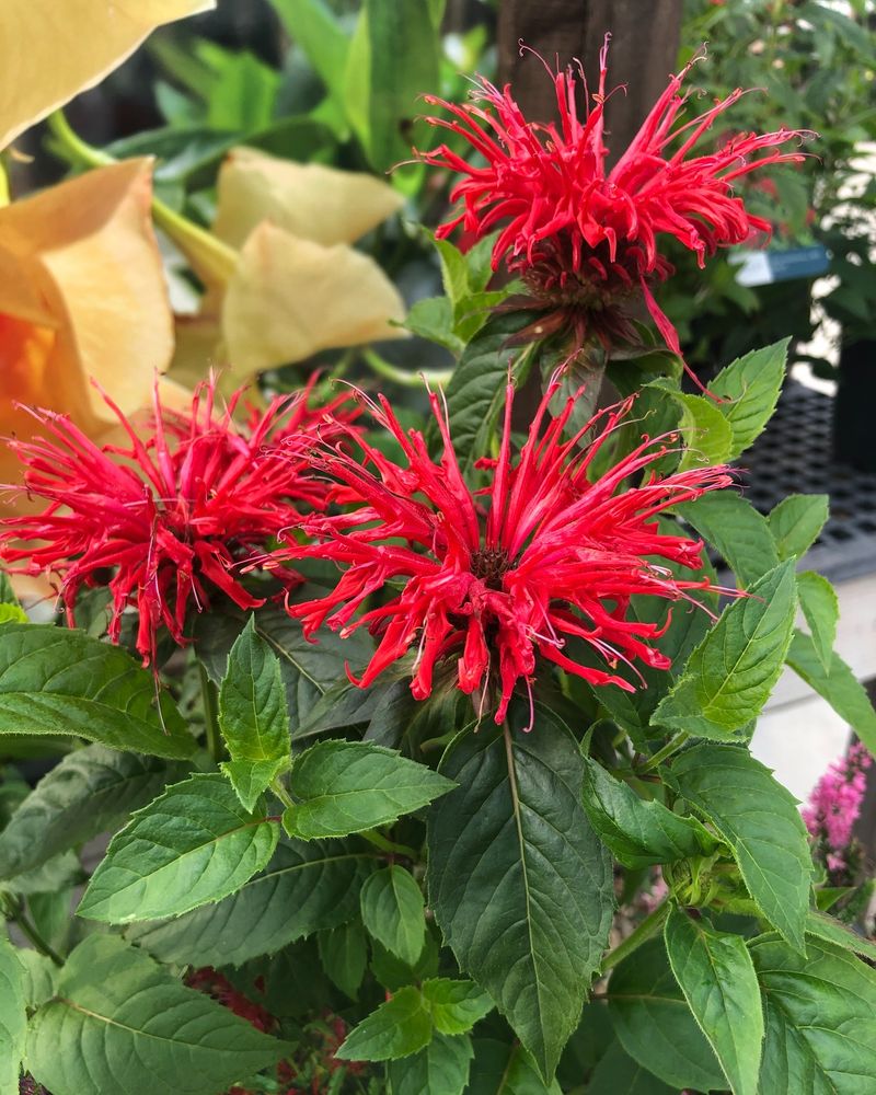 Bee Balm Bee Balm