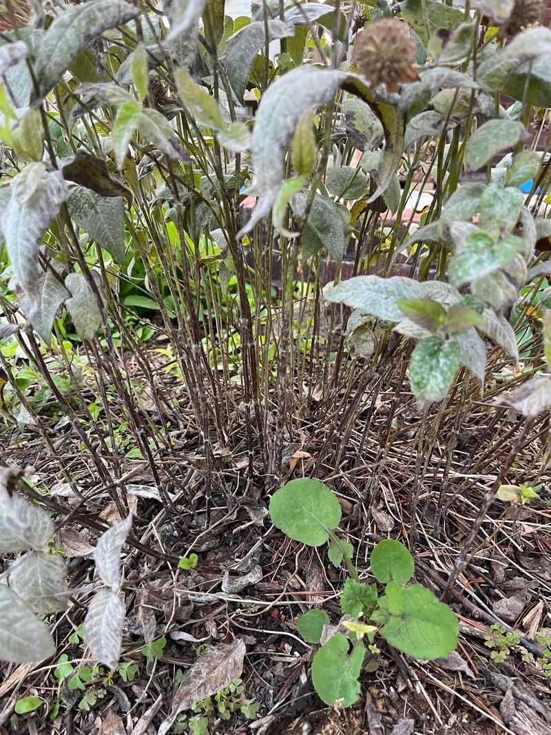 Bee Balm Foliage Often Needs The Same Treatment