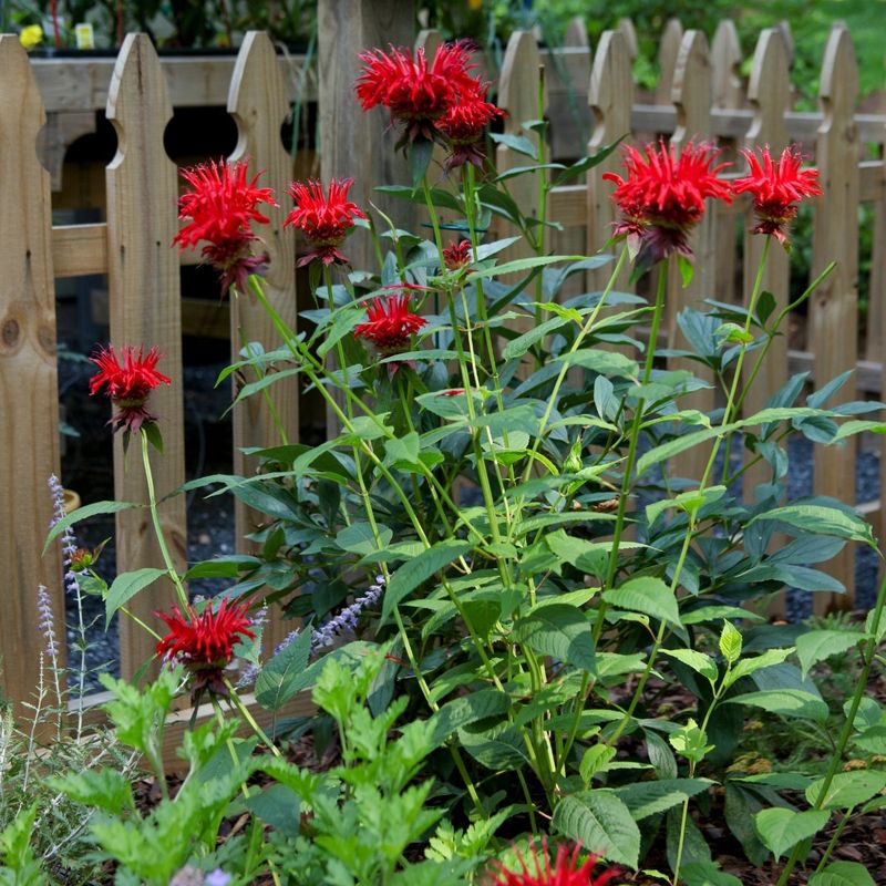 Bee Balm Likes A Light Layer Around Its Crowns
