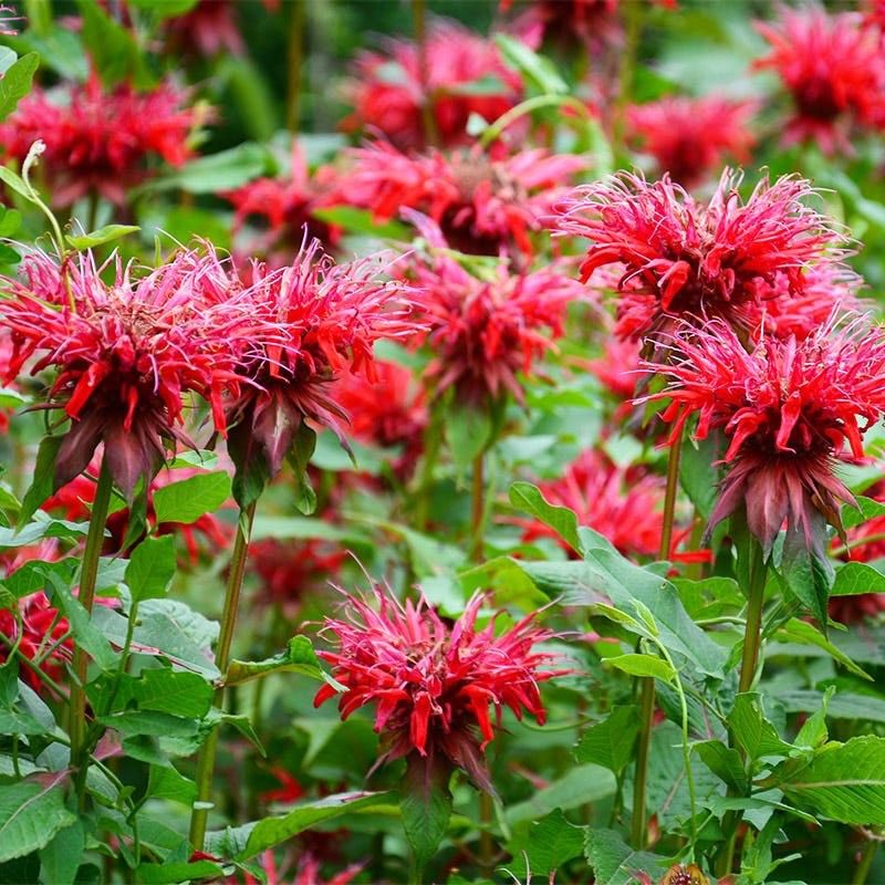 Bee Balm (Monarda)