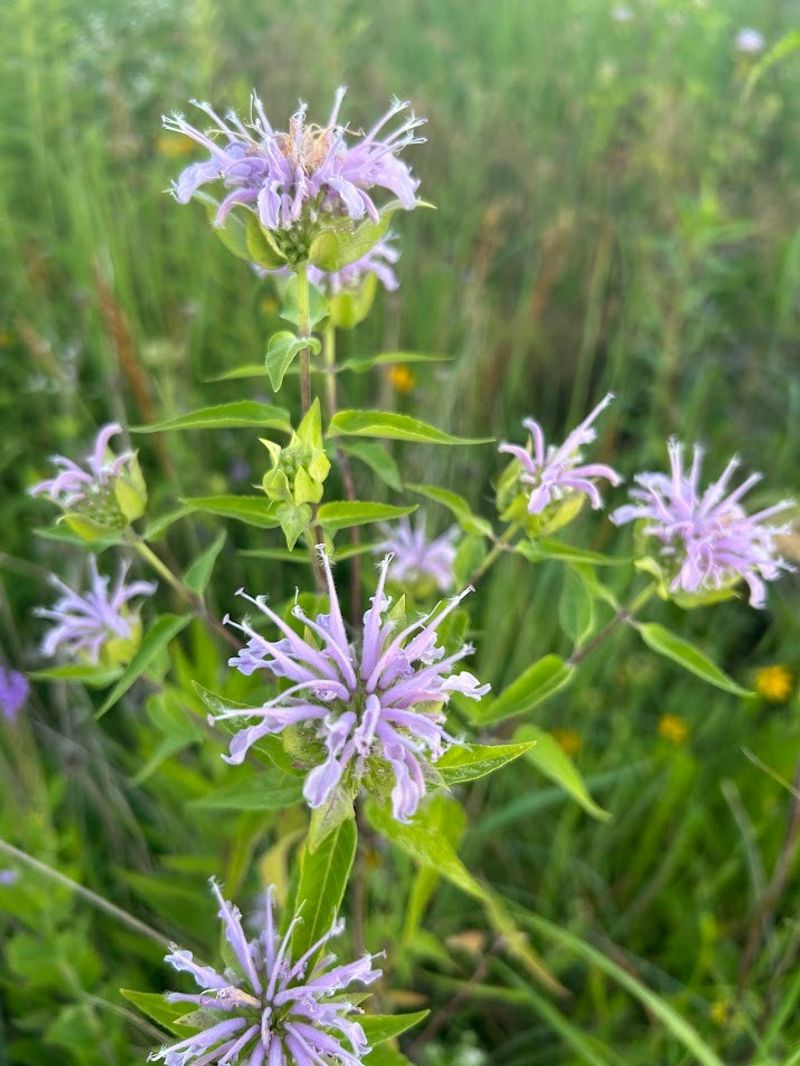 Bee Balm Offers A Quiet Winter Refuge Bee Balm Offers A Quiet Winter Refuge