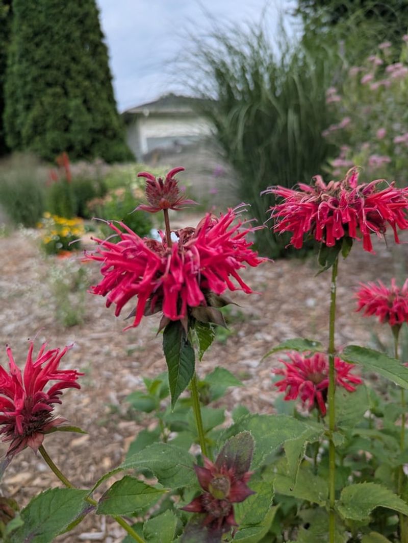 Bee Balm That Wanders Off And Needs Rounding Up Bee Balm That Wanders Off And Needs Rounding Up