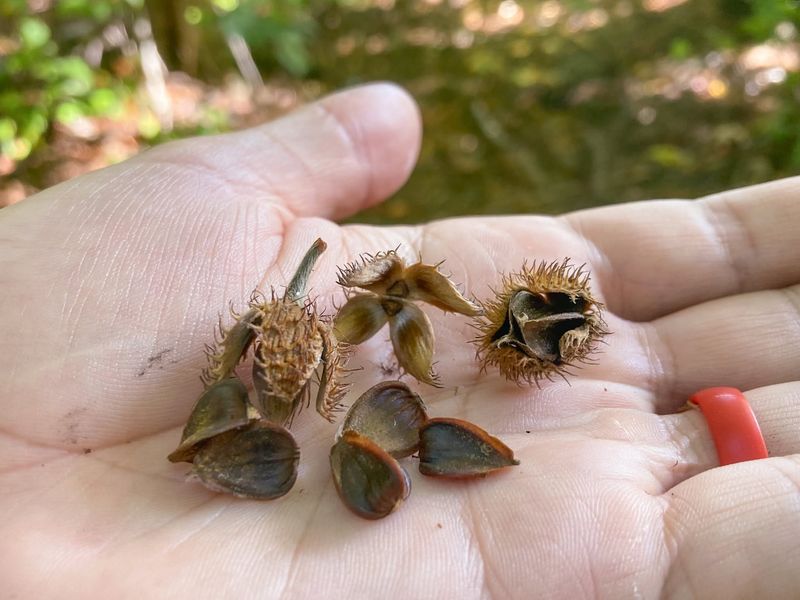 Beech Nuts And Their Prickly Little Husks Beech Nuts And Their Prickly Little Husks