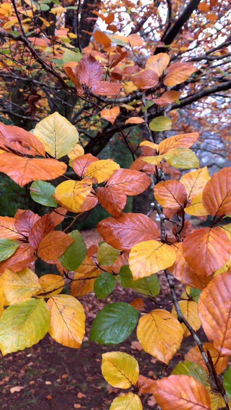 Beech Trees Finish The Season With Copper Shades