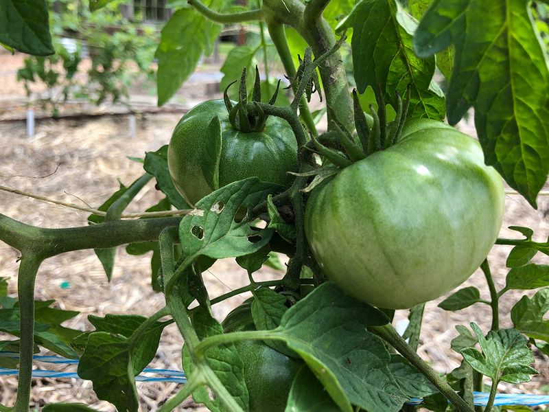 Beefsteak Varieties Struggle More In Heat