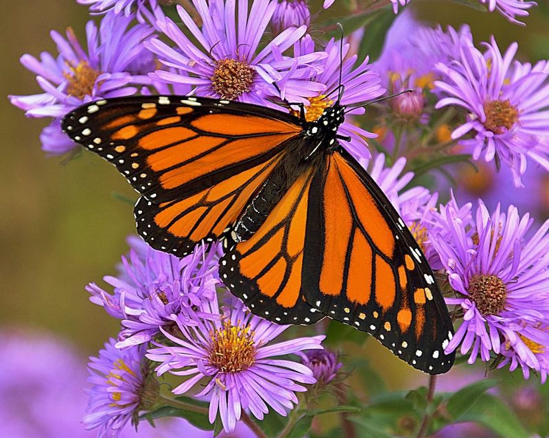 Bees And Butterflies Absolutely Love It Bees And Butterflies Absolutely Love It