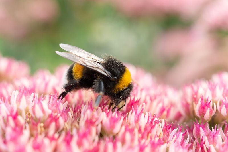 Bees And Butterflies Flock To Late Blooms Bees And Butterflies Flock To Late Blooms