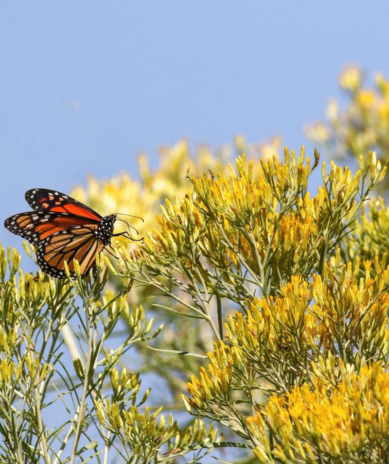 Bees, Butterflies, And A September Buffet Bees, Butterflies, And A September Buffet
