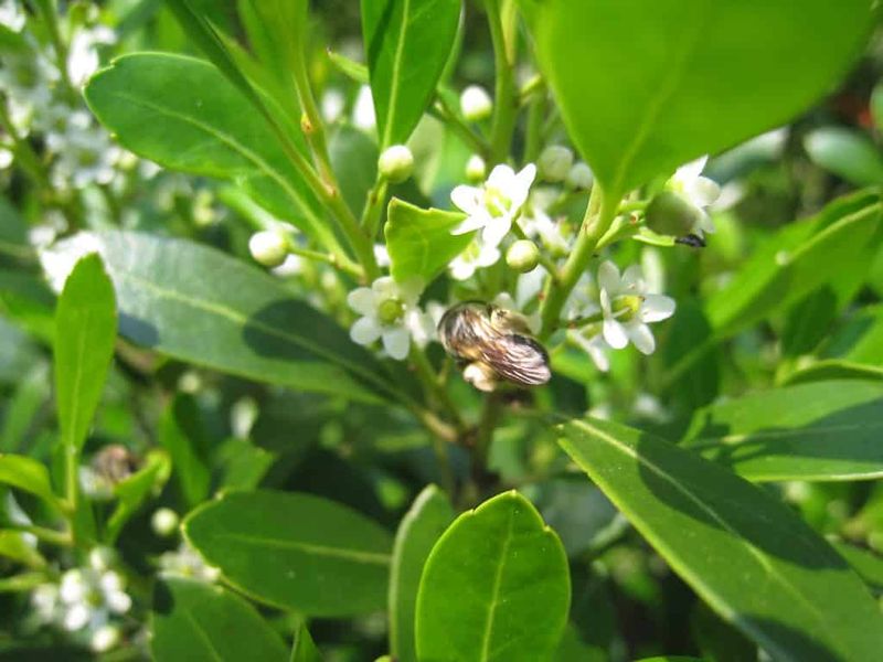 Bees Flock To Its Spring Flowers