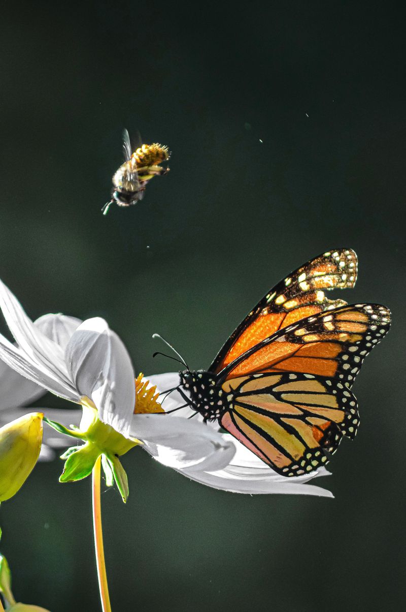 Bees, Monarchs, And A Late-Season Food Source