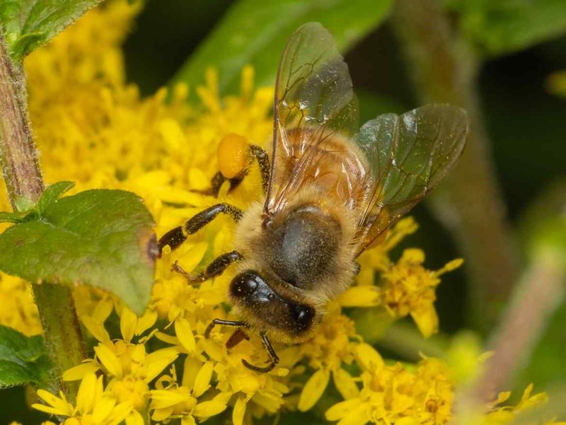 Bees Stock Up Before Winter Arrives Bees Stock Up Before Winter Arrives